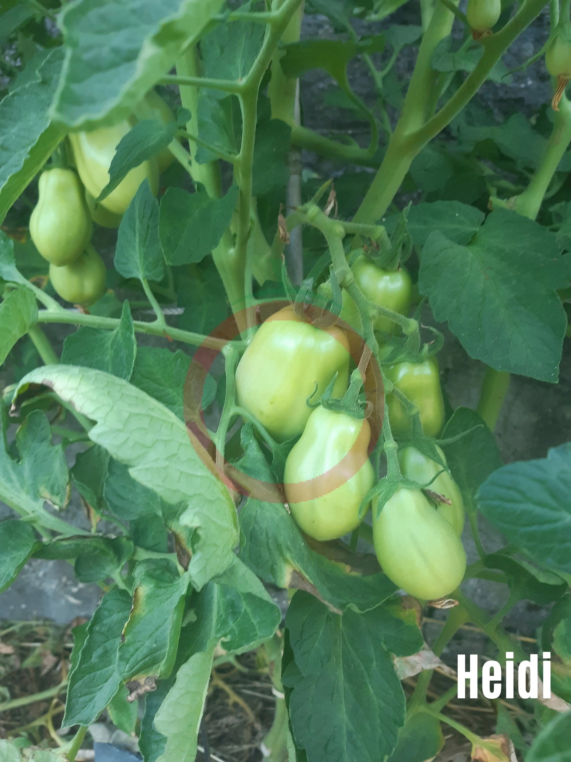 Heidi DER TOMATENFLÜSTERER
