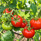 Heinz 1370 DER TOMATENFLÜSTERER