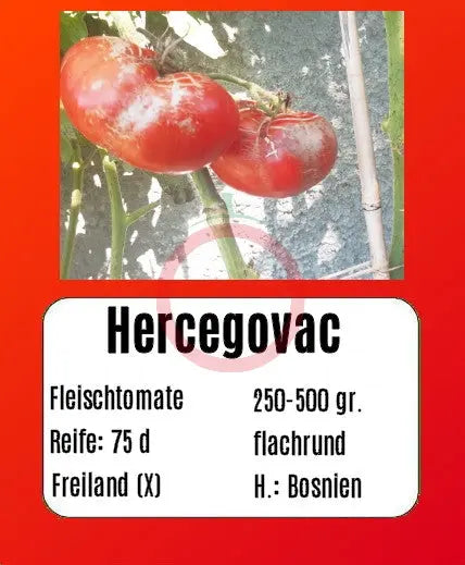 Hercegovac DER TOMATENFLÜSTERER