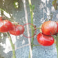 Hercegovac DER TOMATENFLÜSTERER