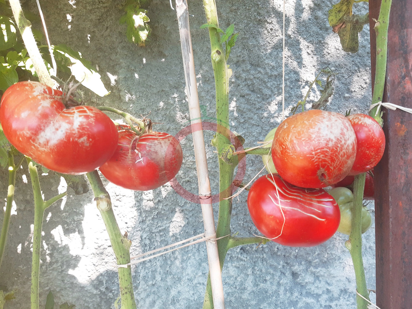 Hercegovac DER TOMATENFLÜSTERER