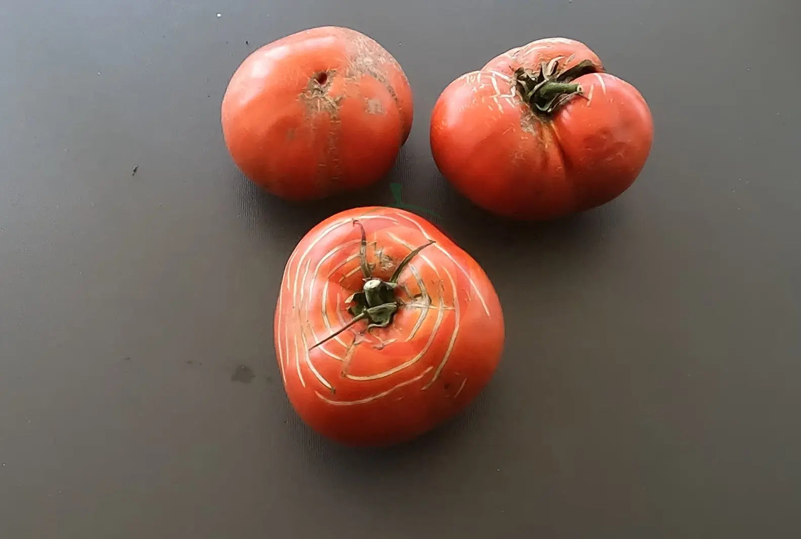 Hercegovac DER TOMATENFLÜSTERER