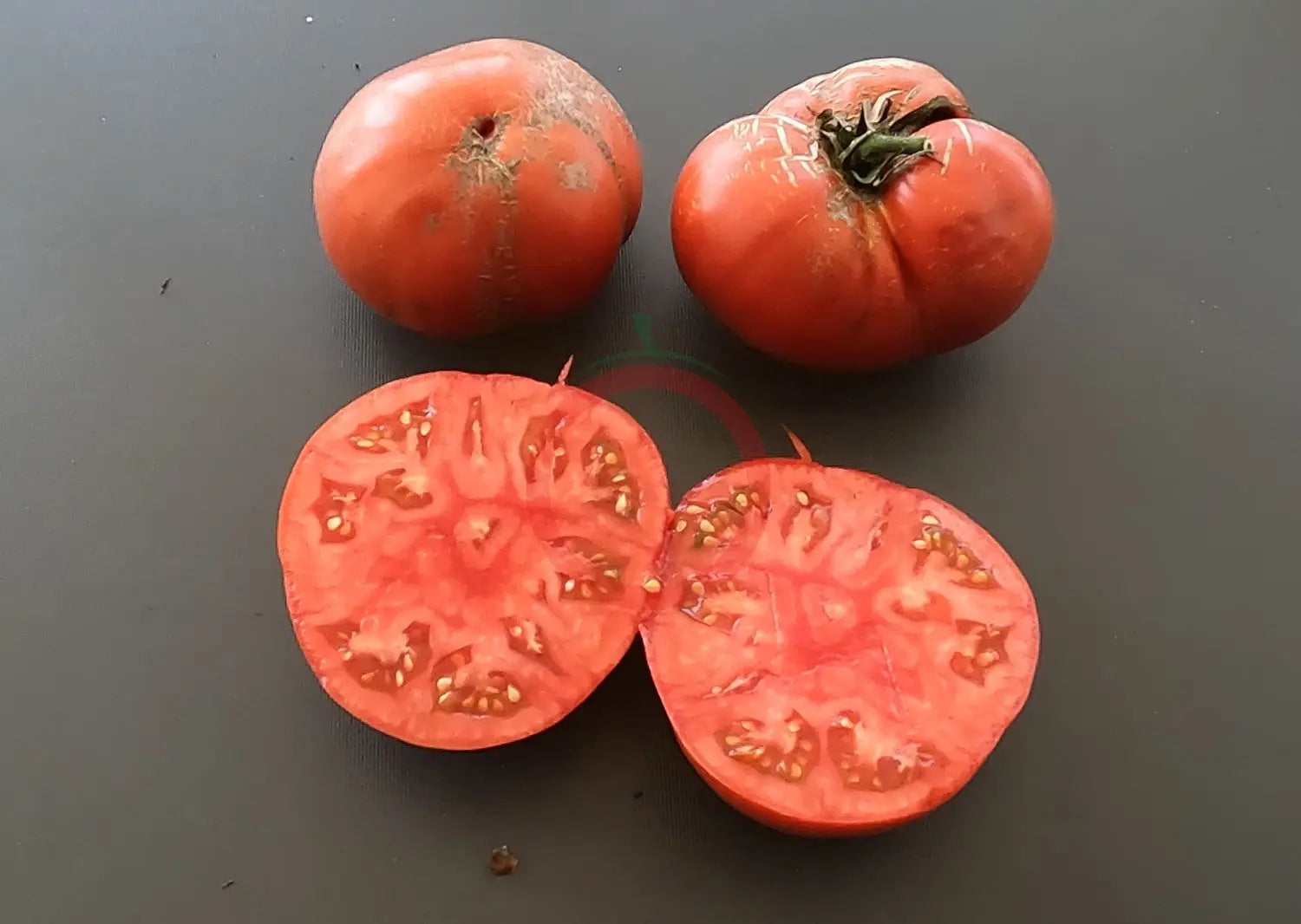 Hercegovac DER TOMATENFLÜSTERER