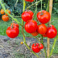 Hildegard af Bingen DER TOMATENFLÜSTERER