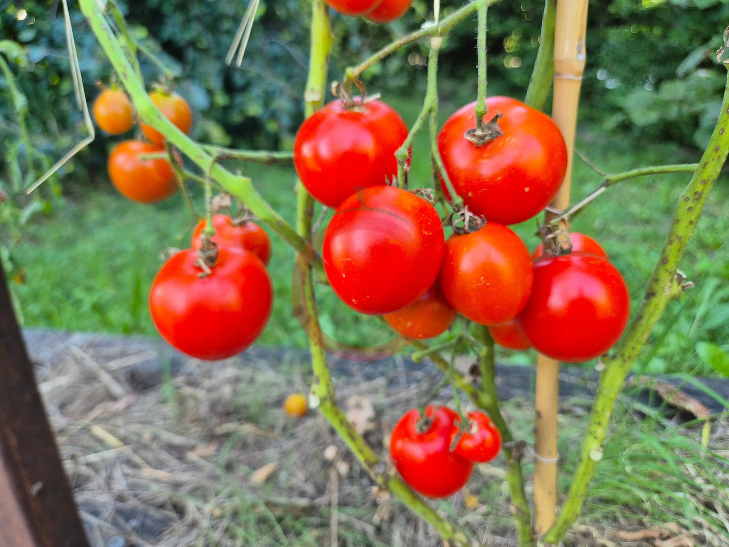 Hildegard af Bingen DER TOMATENFLÜSTERER