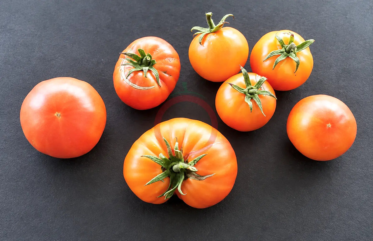 Hillbilly DER TOMATENFLÜSTERER