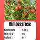 Himbeerrose DER TOMATENFLÜSTERER