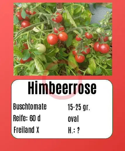 Himbeerrose DER TOMATENFLÜSTERER