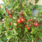 Himbeerrose DER TOMATENFLÜSTERER