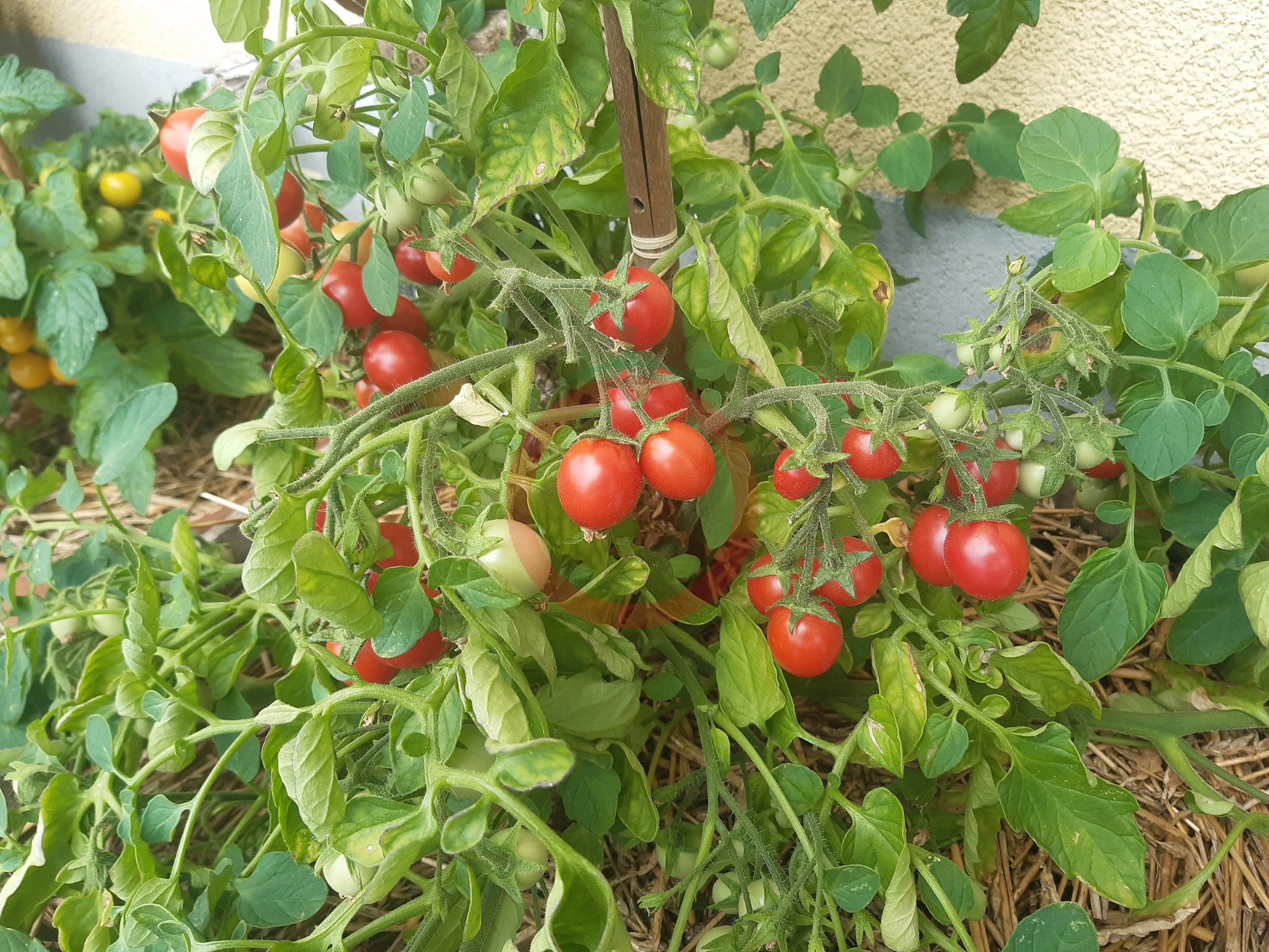 Himbeerrose DER TOMATENFLÜSTERER