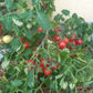 Himbeerrose DER TOMATENFLÜSTERER