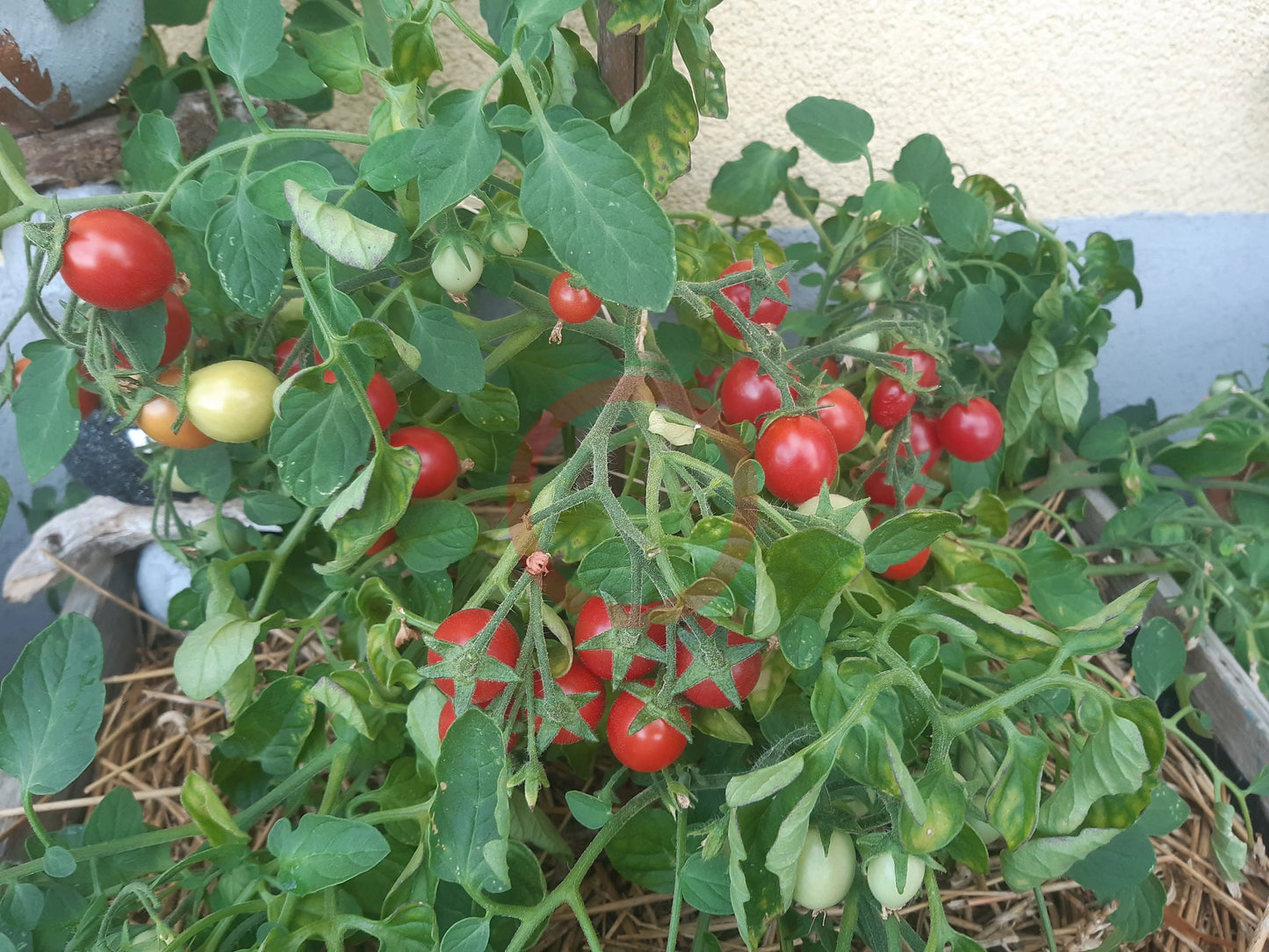 Himbeerrose DER TOMATENFLÜSTERER