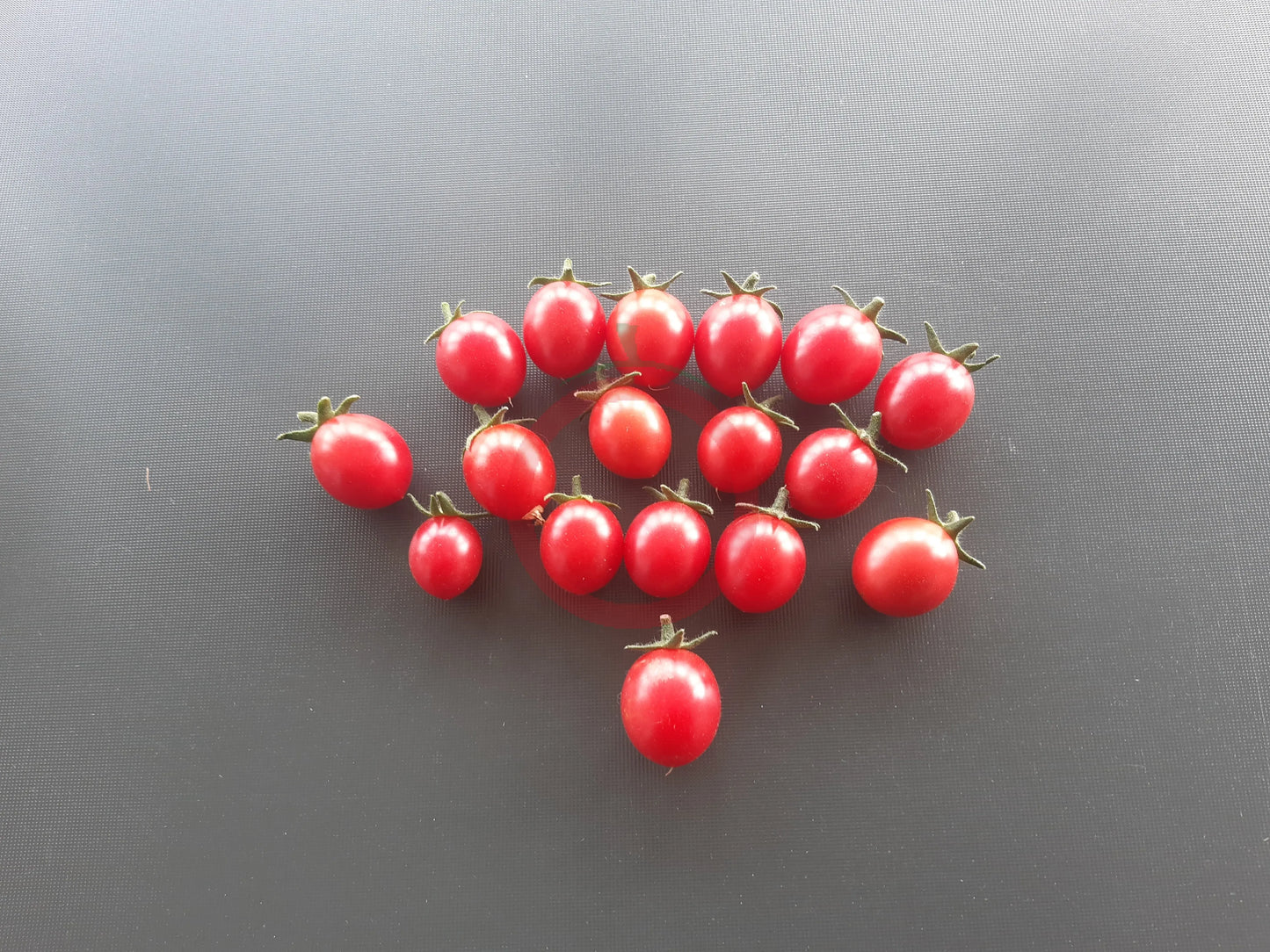 Himbeerrose DER TOMATENFLÜSTERER