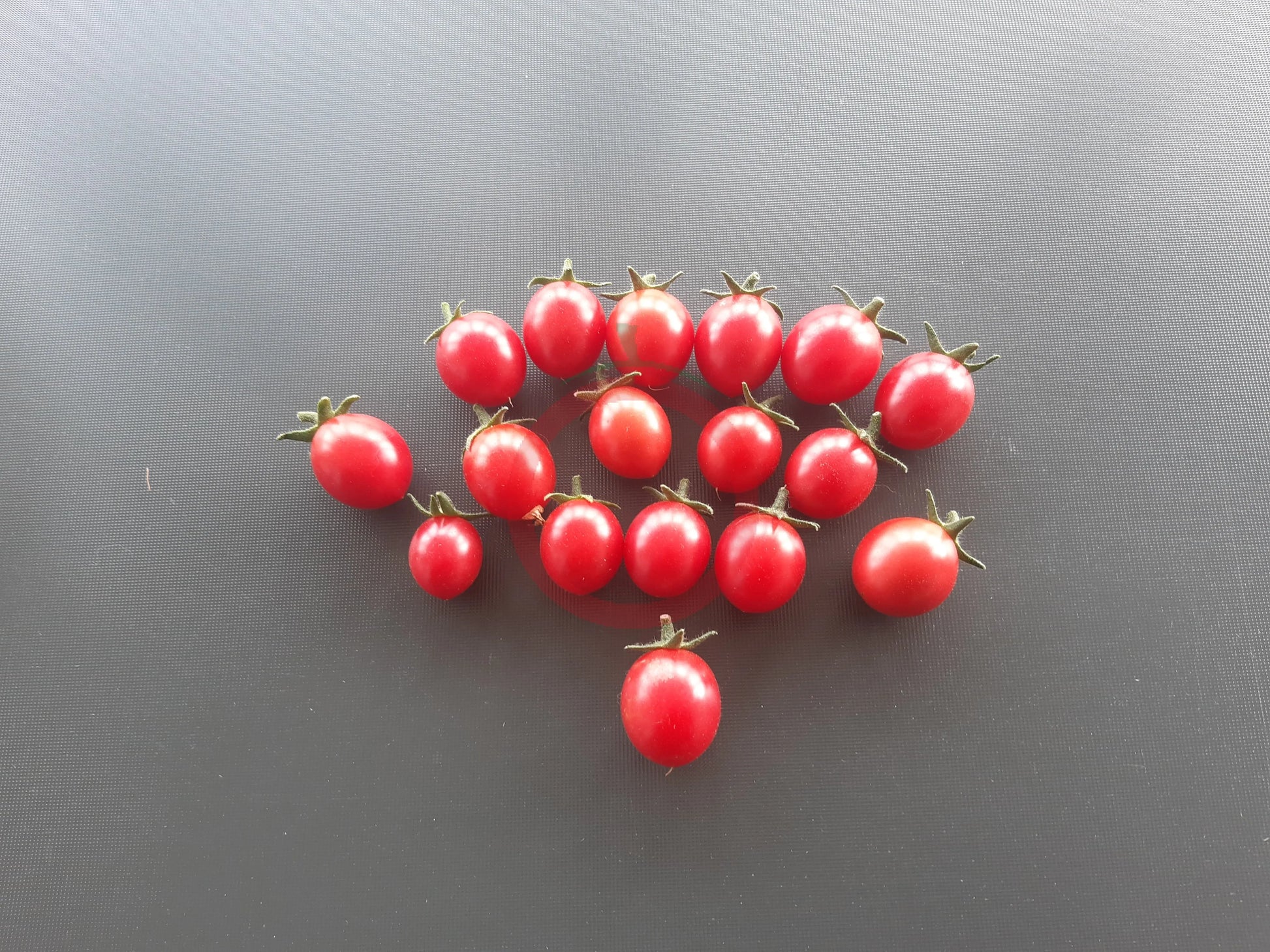 Himbeerrose DER TOMATENFLÜSTERER