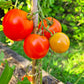 Hoffmanns Rentita DER TOMATENFLÜSTERER