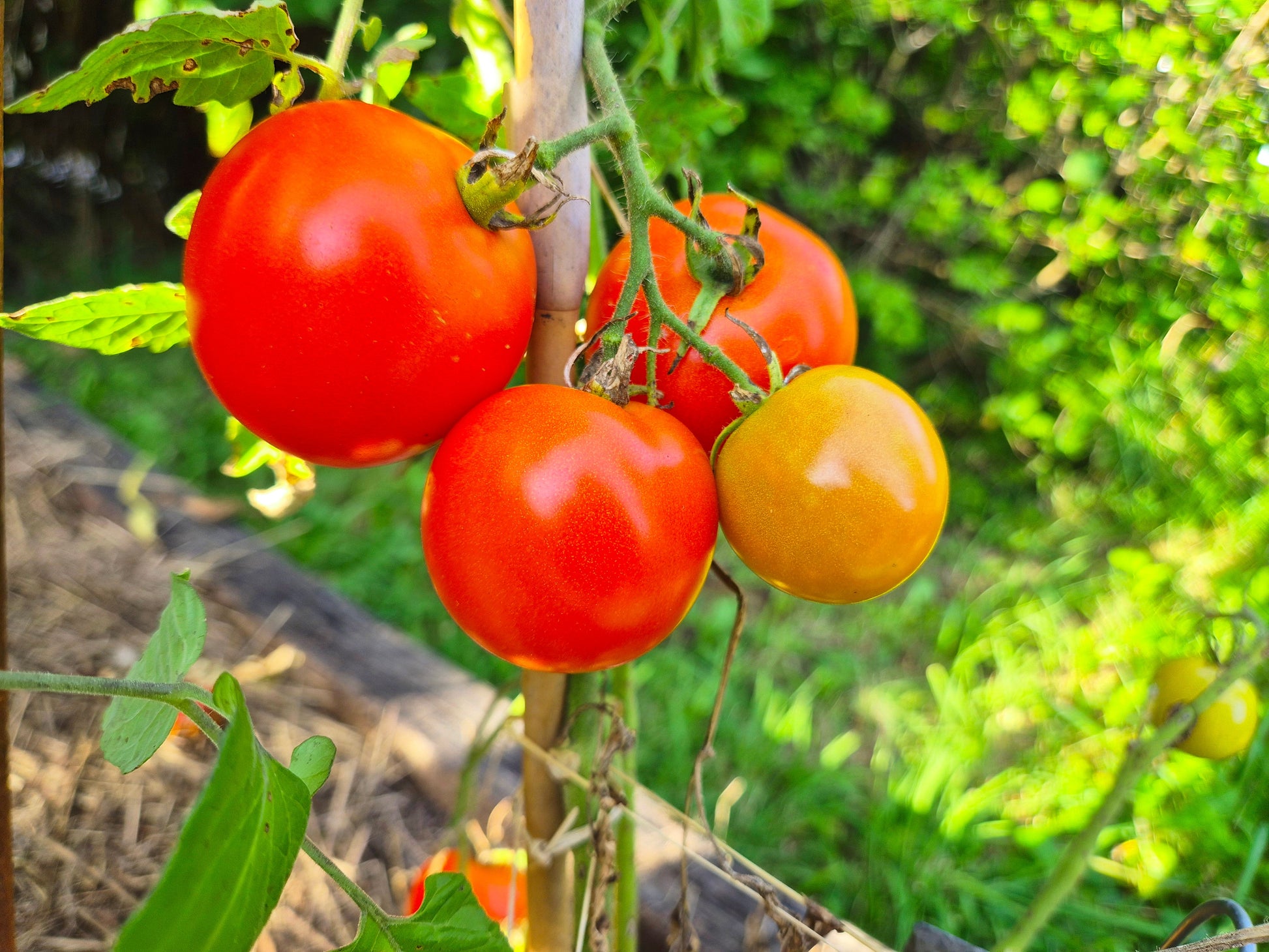 Hoffmanns Rentita DER TOMATENFLÜSTERER