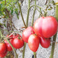 Hog Heart DER TOMATENFLÜSTERER