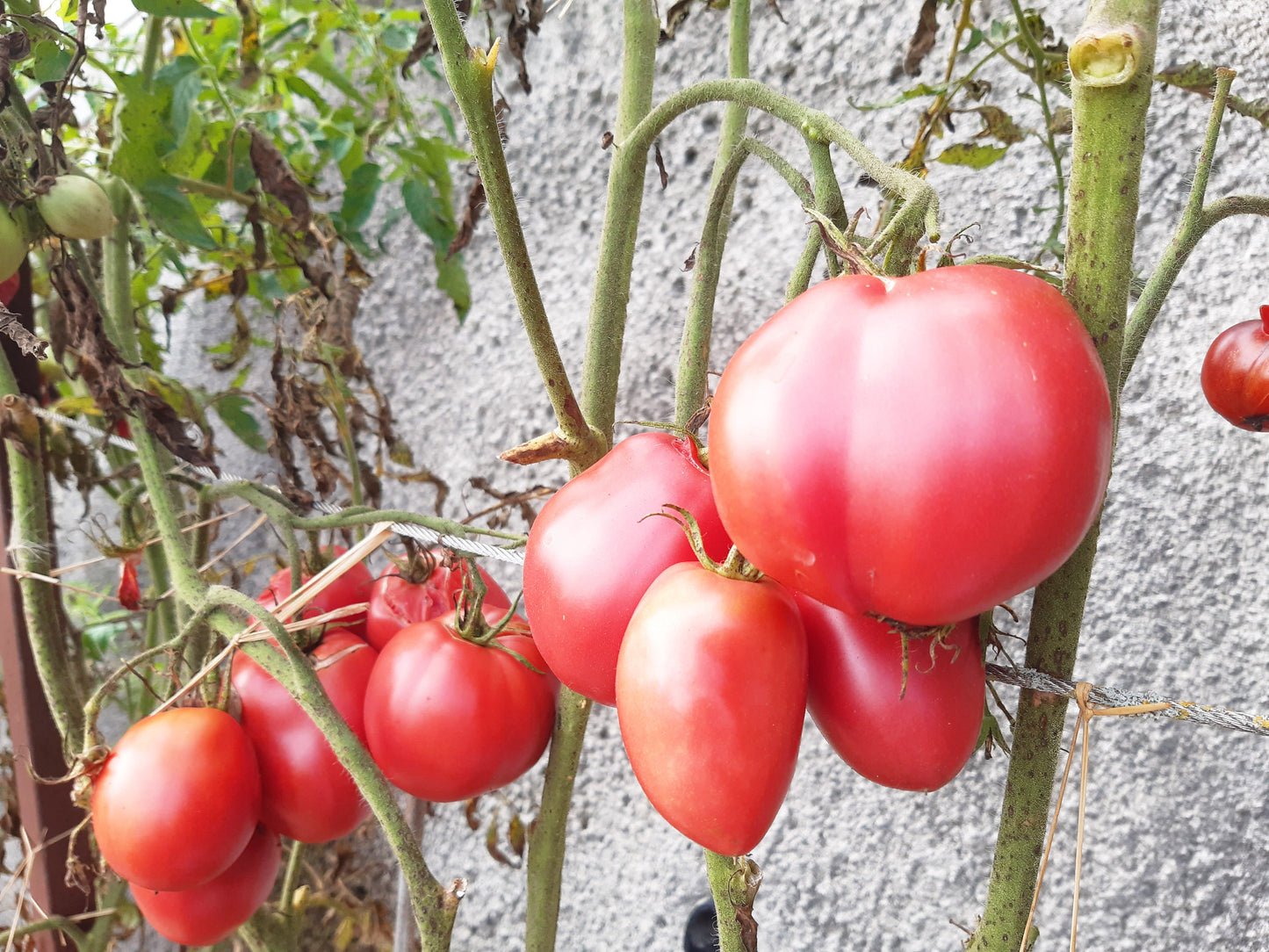 Hog Heart DER TOMATENFLÜSTERER