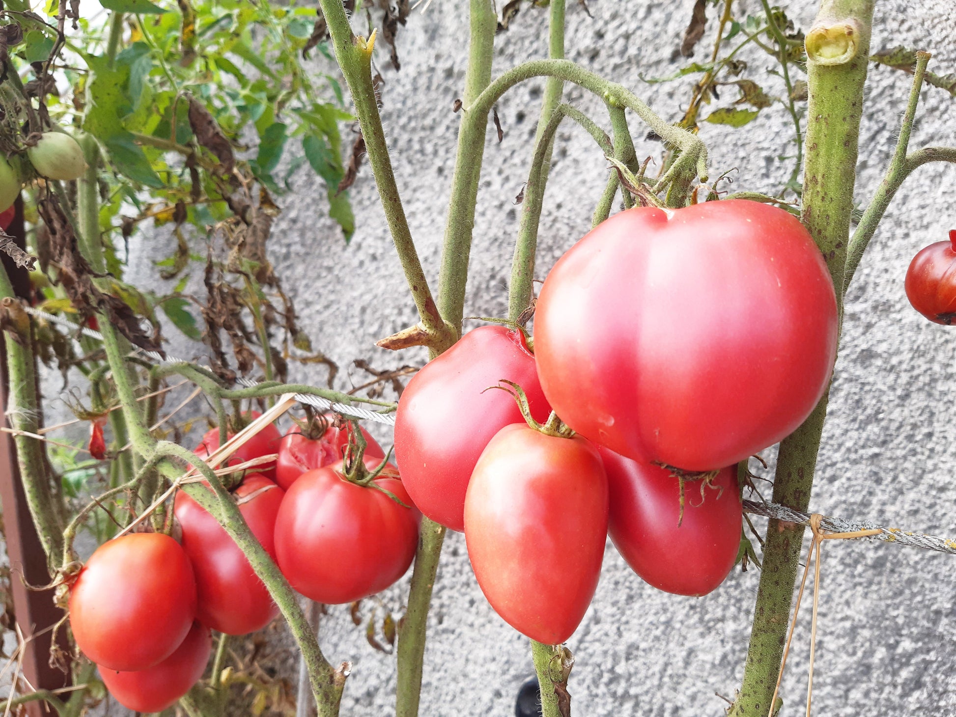 Hog Heart DER TOMATENFLÜSTERER