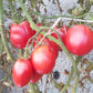 Hog Heart DER TOMATENFLÜSTERER