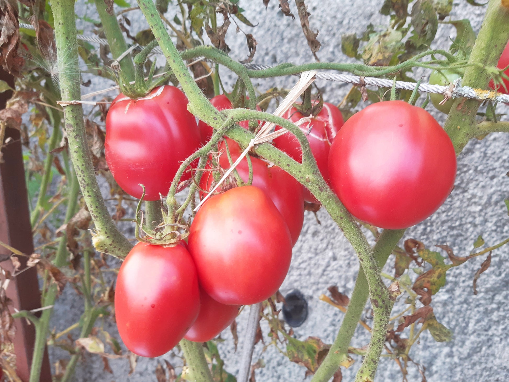 Hog Heart DER TOMATENFLÜSTERER