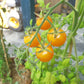 Honeybee DER TOMATENFLÜSTERER