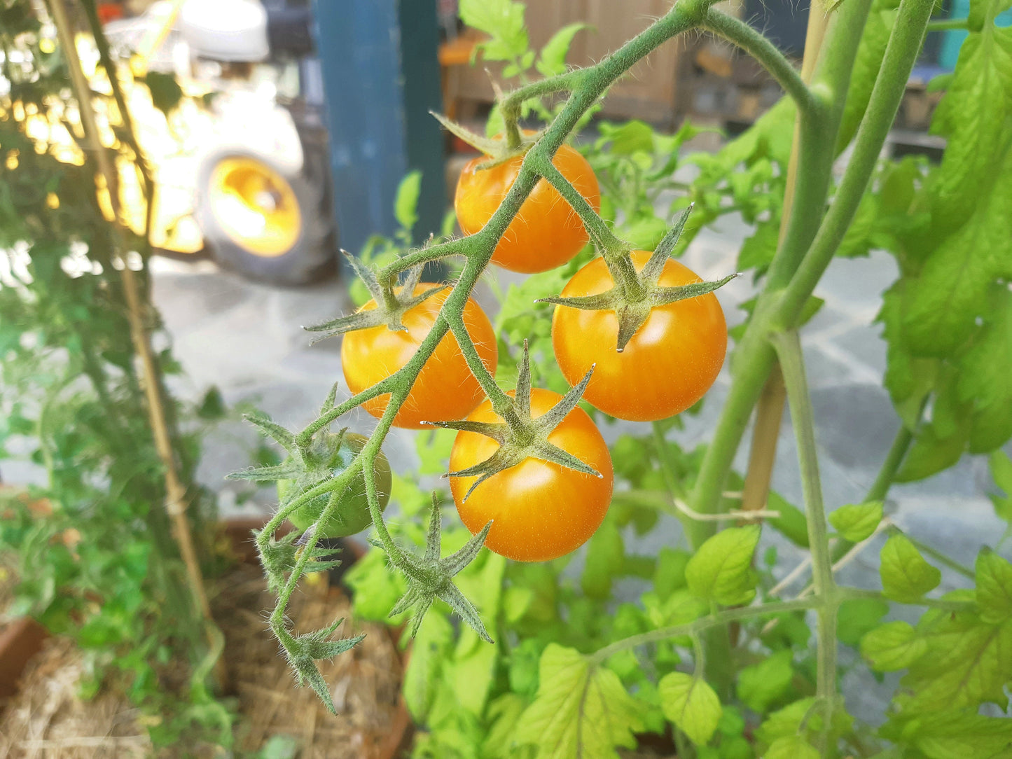 Honeybee DER TOMATENFLÜSTERER