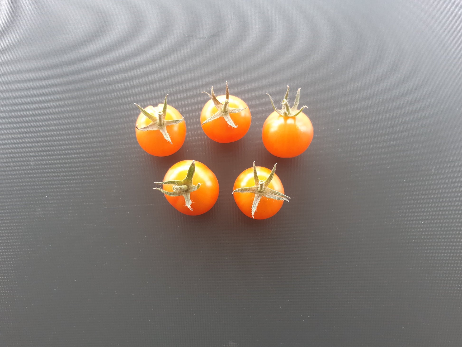 Honeybee DER TOMATENFLÜSTERER