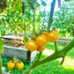 Honeydrop DER TOMATENFLÜSTERER