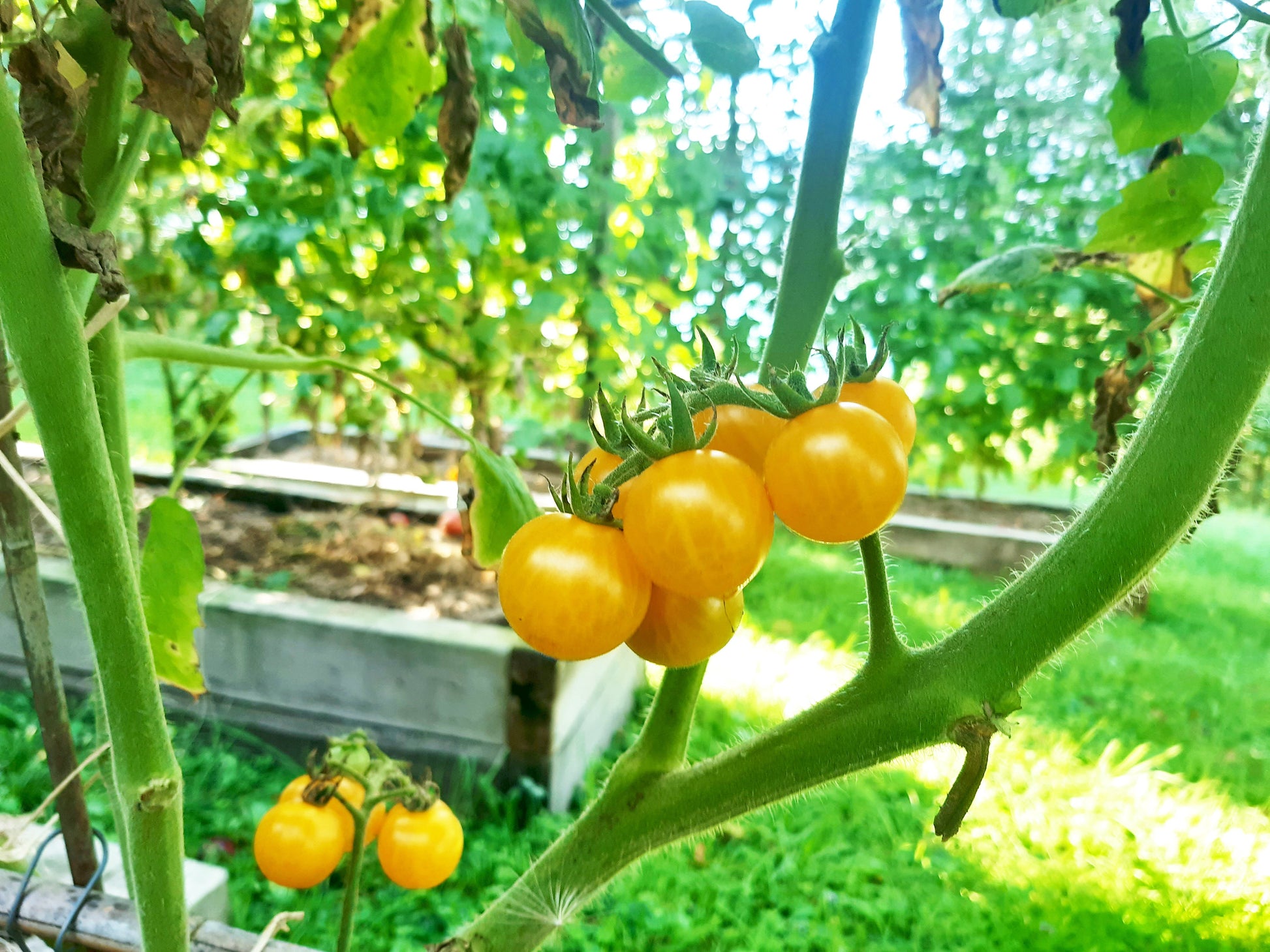 Honeydrop DER TOMATENFLÜSTERER