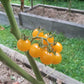 Honeydrop DER TOMATENFLÜSTERER