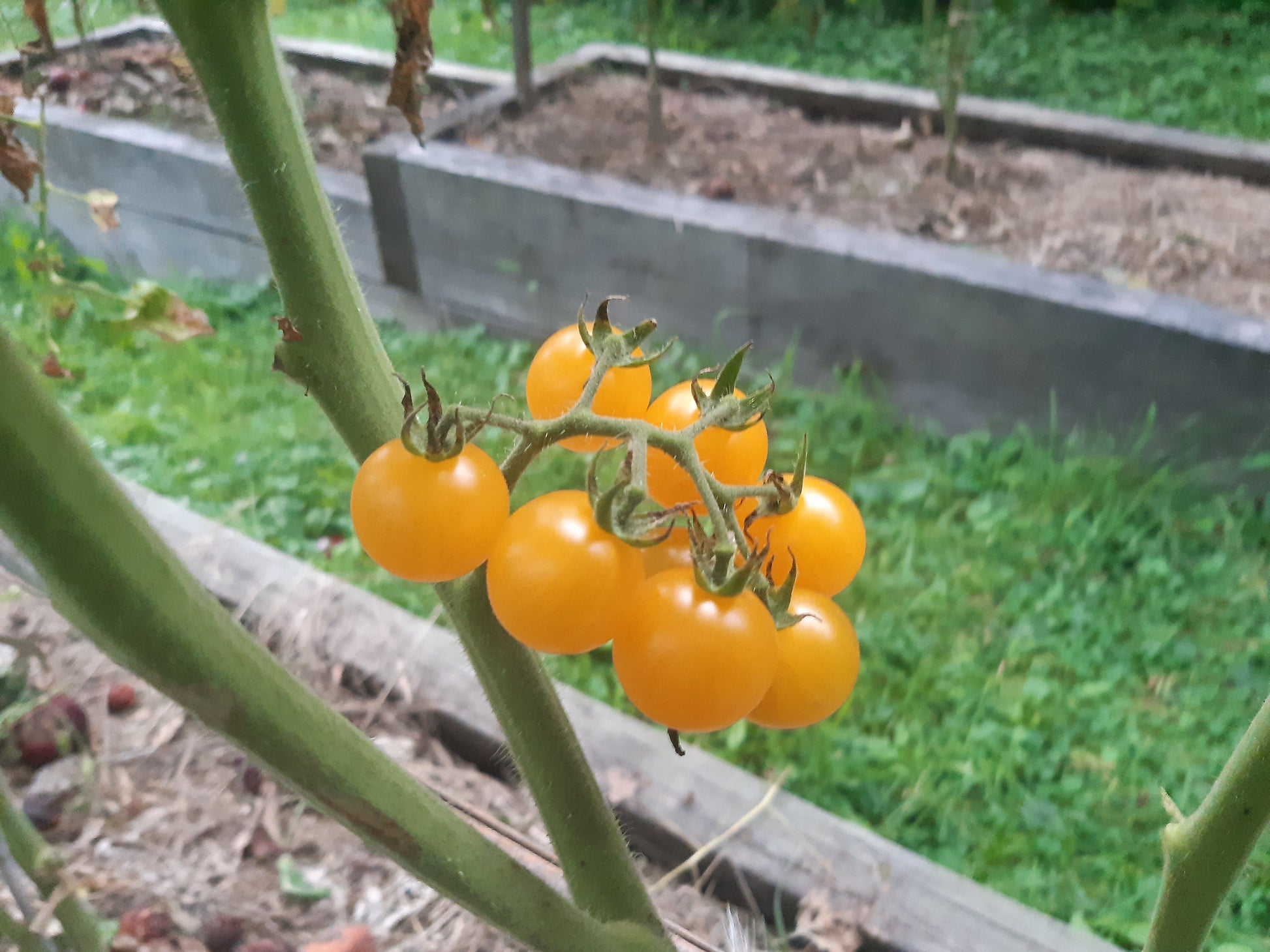 Honeydrop DER TOMATENFLÜSTERER