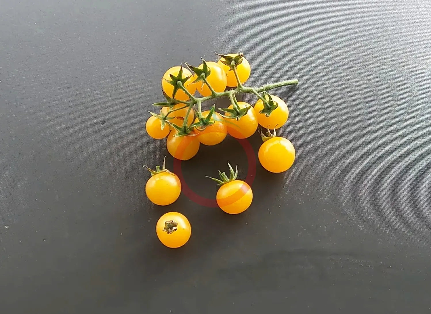 Honeydrop DER TOMATENFLÜSTERER