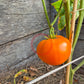 Hopkins Revolutionary DER TOMATENFLÜSTERER