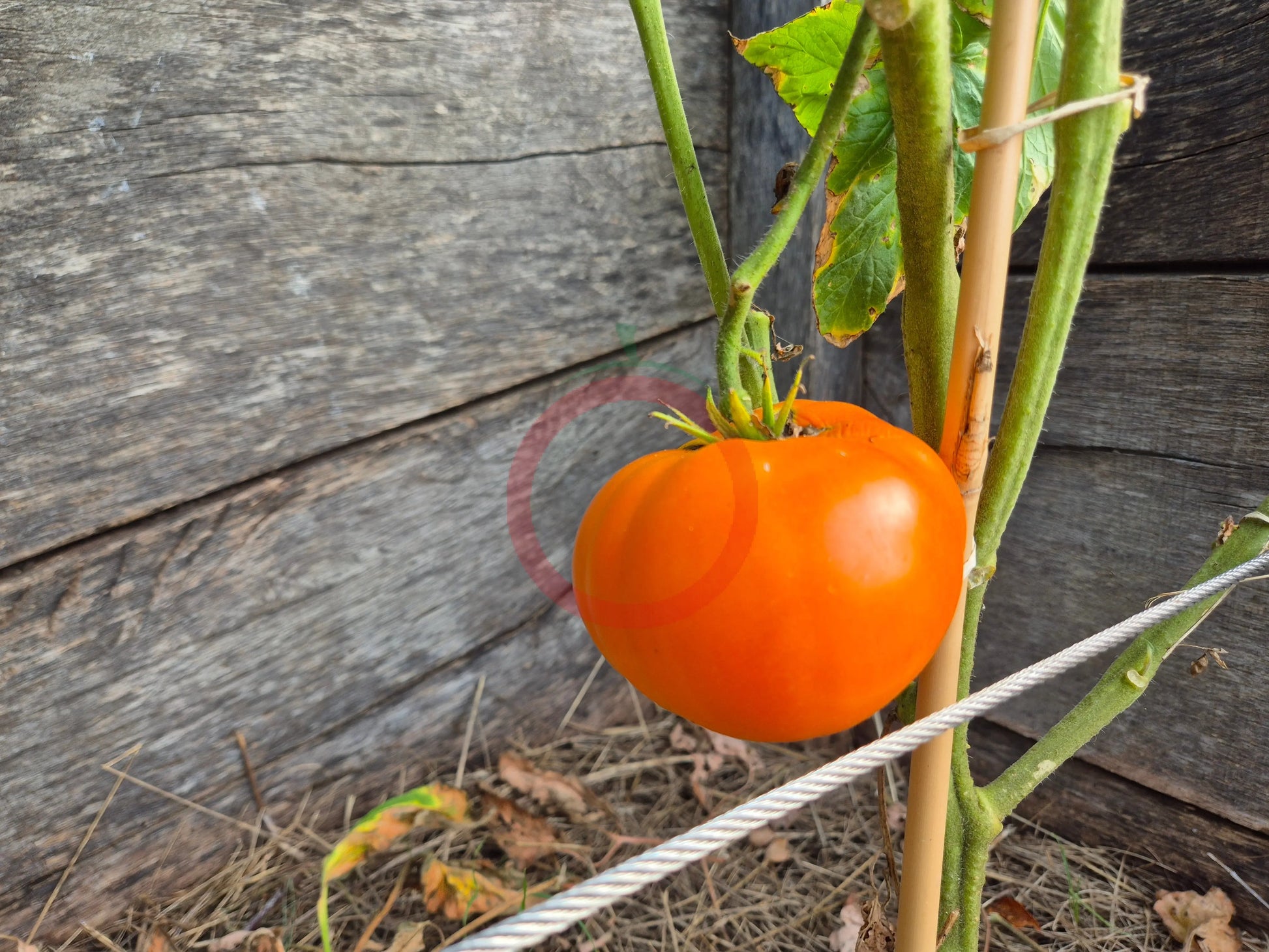 Hopkins Revolutionary DER TOMATENFLÜSTERER