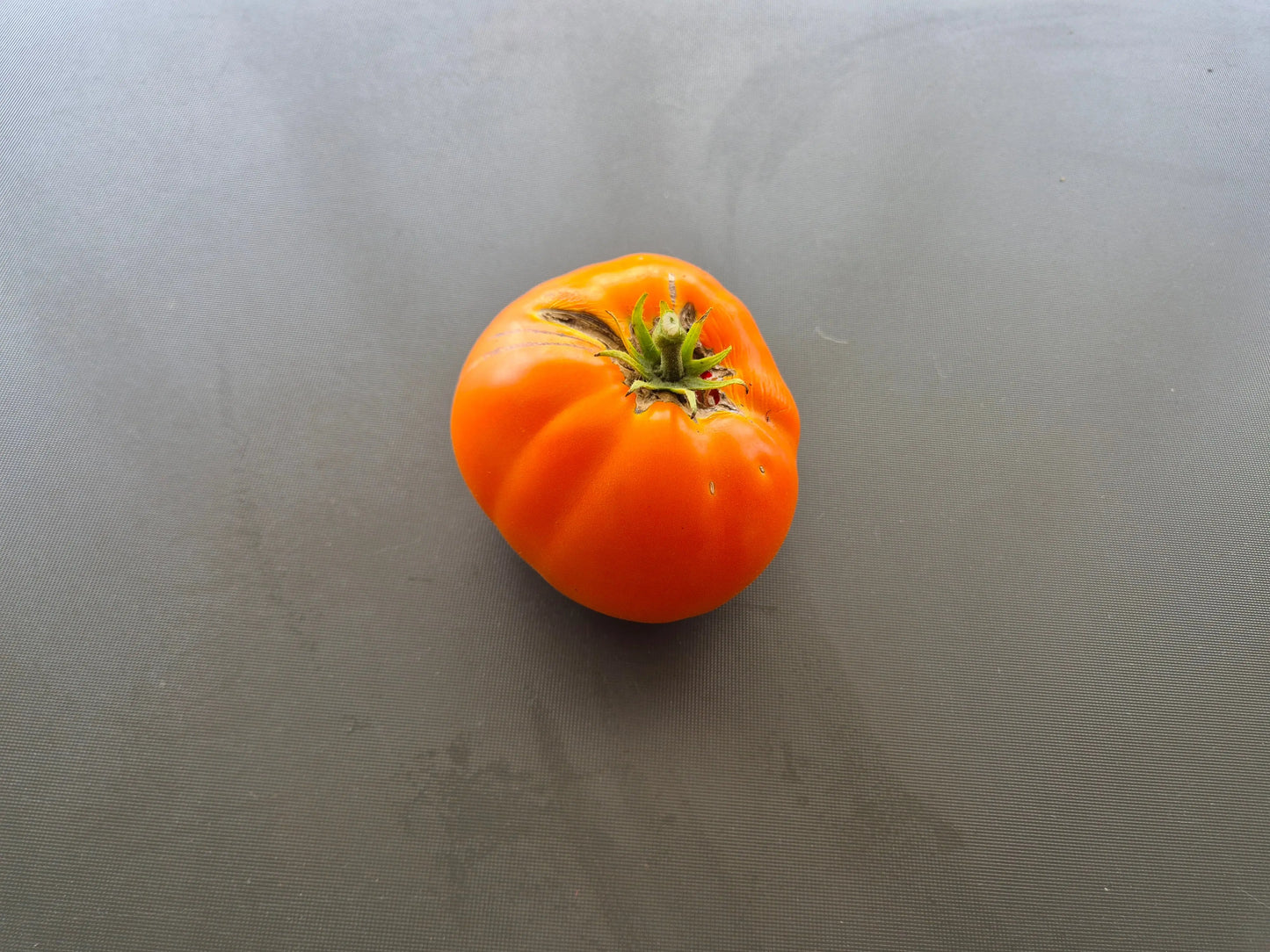 Hopkins Revolutionary DER TOMATENFLÜSTERER