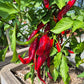 Hot Portugal DER TOMATENFLÜSTERER
