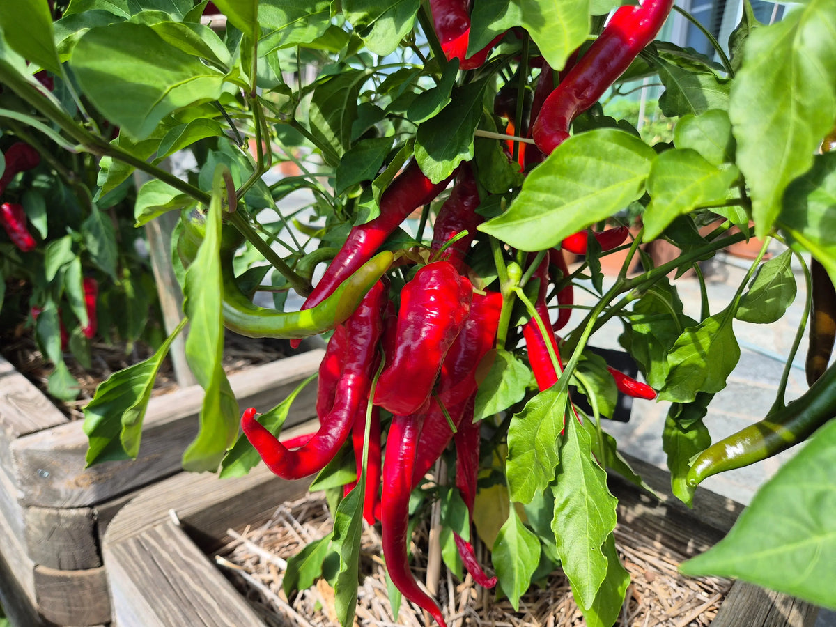 Hot Portugal DER TOMATENFLÜSTERER
