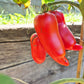 Howard German DER TOMATENFLÜSTERER