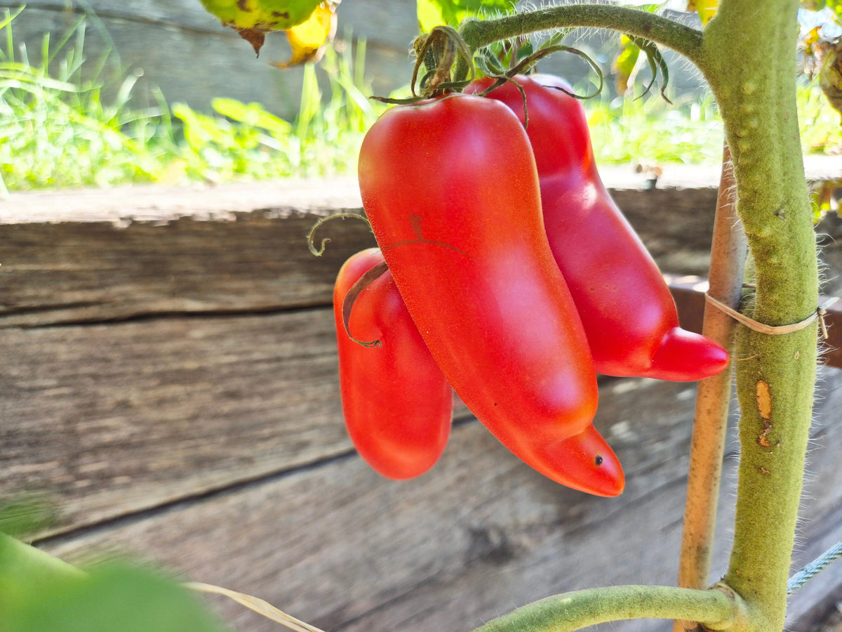 Howard German DER TOMATENFLÜSTERER