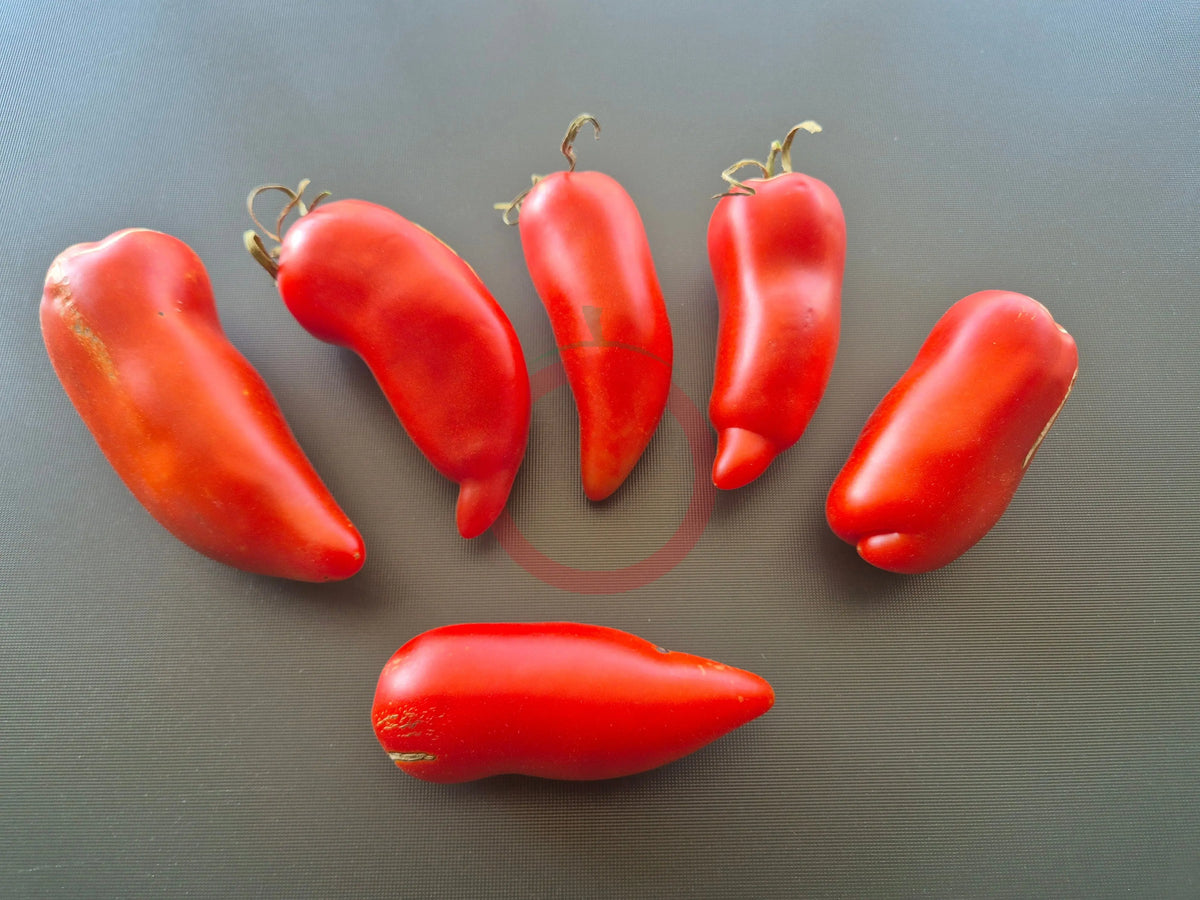 Howard German DER TOMATENFLÜSTERER
