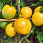 Hugh´s Lemon Oxheart DER TOMATENFLÜSTERER