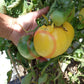 Hugh´s Lemon Oxheart DER TOMATENFLÜSTERER
