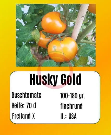 Husky Gold DER TOMATENFLÜSTERER