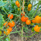 Ida Gold DER TOMATENFLÜSTERER