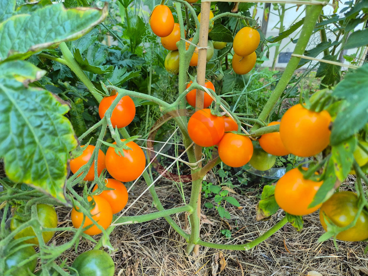 Ida Gold DER TOMATENFLÜSTERER