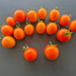 Ida Gold DER TOMATENFLÜSTERER