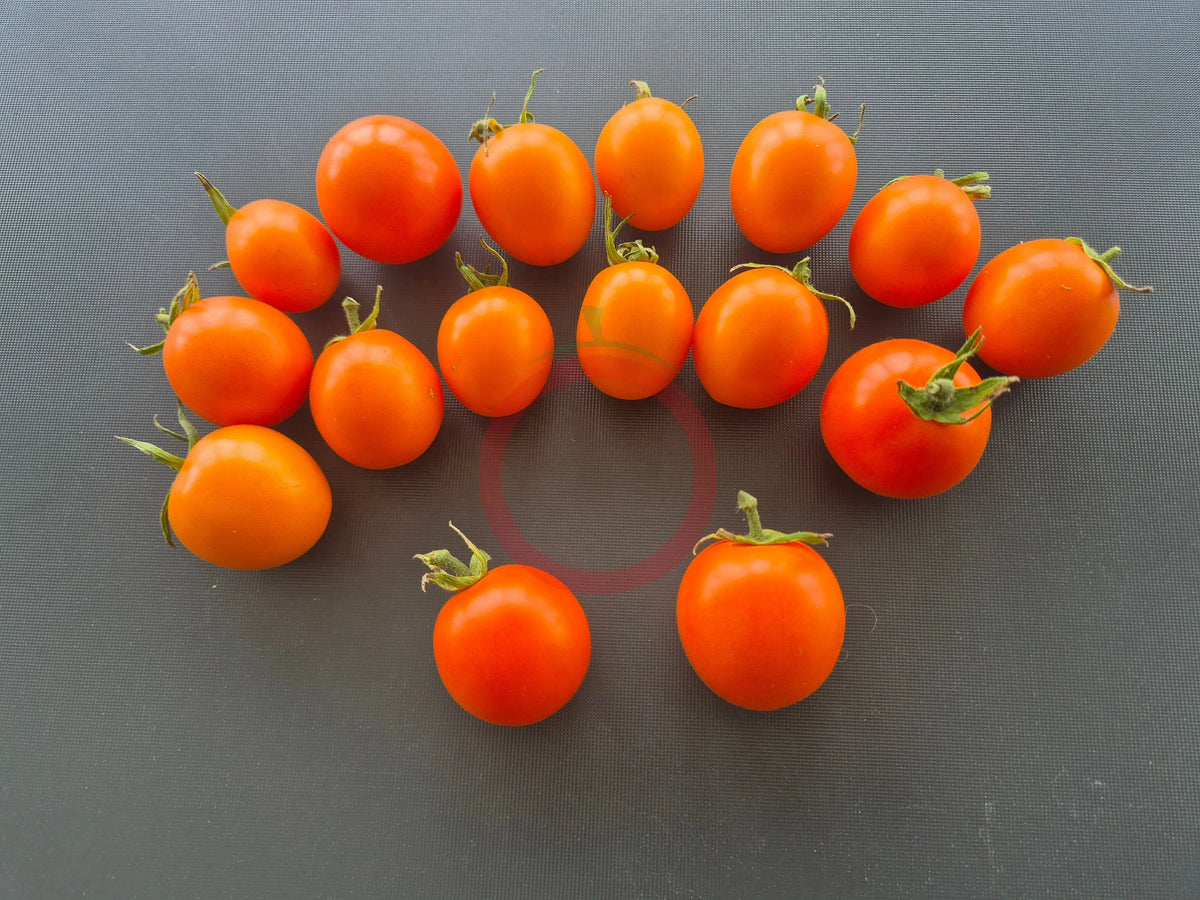 Ida Gold DER TOMATENFLÜSTERER