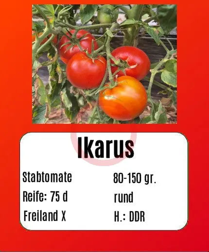 Ikarus DER TOMATENFLÜSTERER
