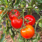 Ikarus DER TOMATENFLÜSTERER